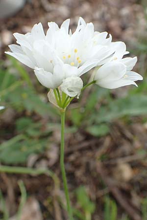 Allium trifoliatum, Dreibl&auml;ttriger Lauch