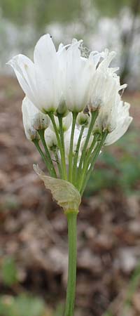 Allium trifoliatum \ Dreibl&auml;ttriger Lauch / Hirsute Garlic, Pink Garlic, D Stuttgart-Gaisburg 24.4.2018