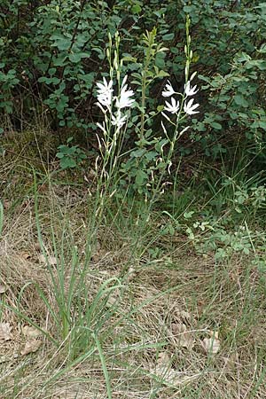 Anthericum liliago \ Astlose Graslilie / St. Bernard's Lily, D Donnersberg 1.6.2018