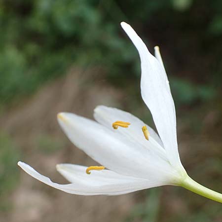 Anthericum liliago \ Astlose Graslilie / St. Bernard's Lily, D Donnersberg 1.6.2018