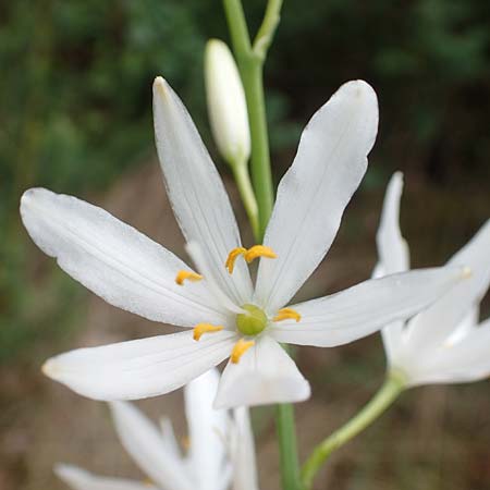 Anthericum liliago \ Astlose Graslilie / St. Bernard's Lily, D Donnersberg 1.6.2018
