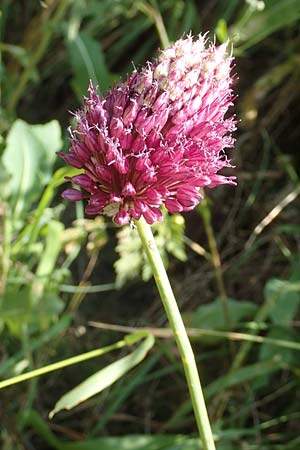 Allium sphaerocephalon \ Kugel-Lauch / Round-Headed Leek, D Kaiserstuhl,  Burkheim 25.6.2018