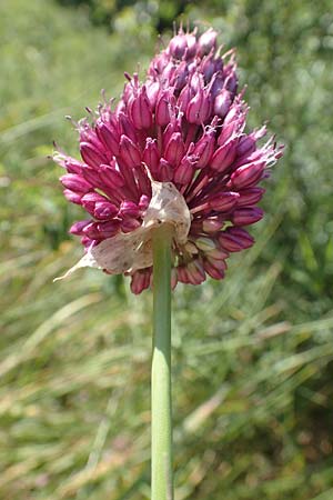 Allium sphaerocephalon \ Kugel-Lauch / Round-Headed Leek, D Kaiserstuhl,  Burkheim 25.6.2018