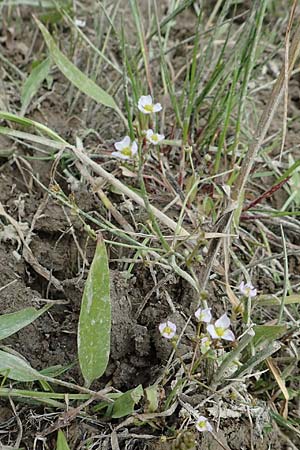 Alisma lanceolatum \ Lanzettbl&auml;ttriger Froschl�ffel / Water-Plantain, D Philippsburg 7.7.2018