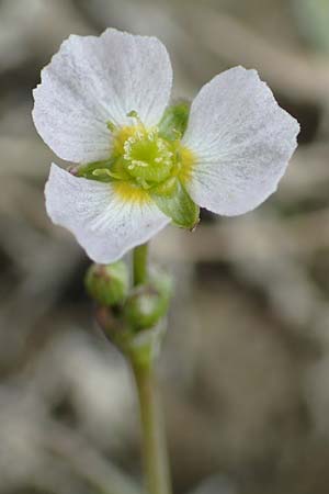 Alisma lanceolatum \ Lanzettbl&auml;ttriger Froschl�ffel / Water-Plantain, D Philippsburg 7.7.2018