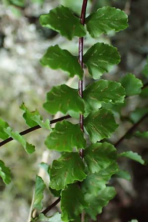 Asplenium x lusaticum \ Brauner Streifenfarn-Hybride / Hybrid Spleenwort, D Morsbach 22.10.2018