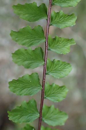 Asplenium x lusaticum \ Brauner Streifenfarn-Hybride / Hybrid Spleenwort, D Morsbach 22.10.2018