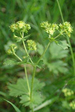Alchemilla glabra \ Kahler Frauenmantel / Smooth Lady's Mantle, D Odenwald, Hammelbach 26.5.2019