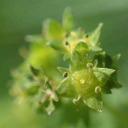 Alchemilla glabra \ Kahler Frauenmantel / Smooth Lady's Mantle, D Odenwald, Hammelbach 26.5.2019