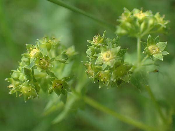 Alchemilla glabra \ Kahler Frauenmantel / Smooth Lady's Mantle, D Odenwald, Hammelbach 26.5.2019