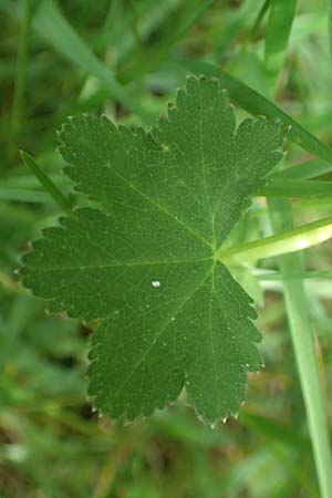 Alchemilla glabra \ Kahler Frauenmantel / Smooth Lady's Mantle, D Odenwald, Hammelbach 26.5.2019