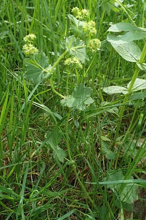 Alchemilla glabra \ Kahler Frauenmantel / Smooth Lady's Mantle, D Odenwald, Hammelbach 26.5.2019