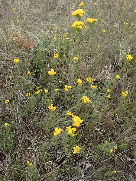 Galatella linosyris \ Gold-Aster / Goldilocks Aster, D Gr&uuml;nstadt-Asselheim 9.9.2019