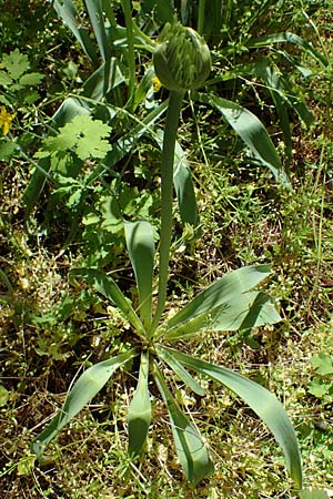 Allium cristophii \ Stern-Kugellauch, Stern von Persien / Star of Persia, Persian Onion, D Mannheim-Pfingstberg 14.5.2021