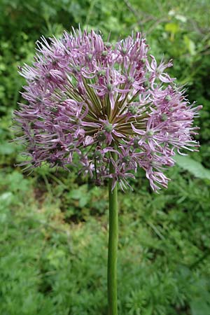 Allium aflatunense \ Iran-Lauch, Purpur-Kugellauch / Purple Ball Leek, D Mannheim-Pfingstberg 25.5.2021