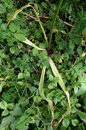 Allium aflatunense \ Iran-Lauch, Purpur-Kugellauch / Purple Ball Leek, D Mannheim-Pfingstberg 25.5.2021
