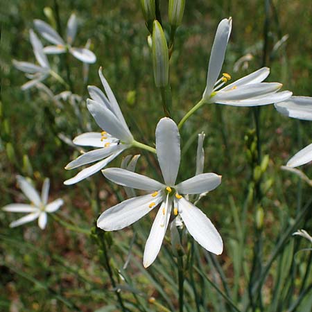 Anthericum liliago \ Astlose Graslilie / St. Bernard's Lily, D Sasbach am Kaiserstuhl 1.6.2021