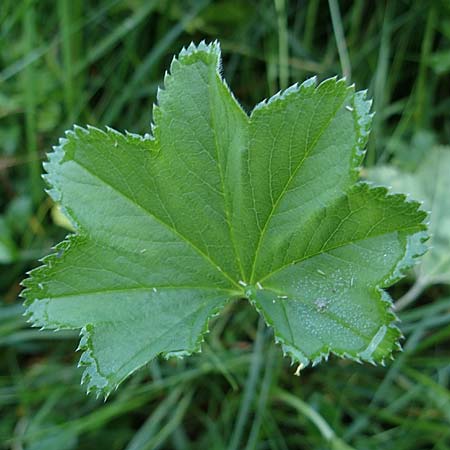Alchemilla lunaria \ Halbmond-Frauenmantel / Half-Moon Lady's Mantle, D Altusried-Walzlings 12.7.2021
