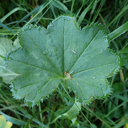 Alchemilla lunaria \ Halbmond-Frauenmantel / Half-Moon Lady's Mantle, D Altusried-Walzlings 12.7.2021