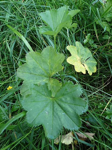 Alchemilla lunaria \ Halbmond-Frauenmantel / Half-Moon Lady's Mantle, D Altusried-Walzlings 12.7.2021