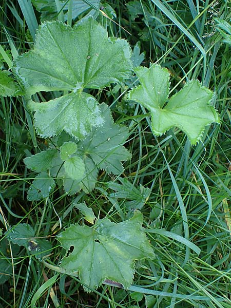 Alchemilla lunaria \ Halbmond-Frauenmantel / Half-Moon Lady's Mantle, D Altusried-Walzlings 12.7.2021