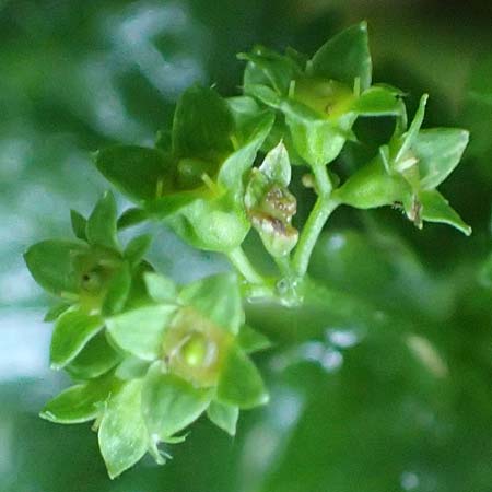 Alchemilla lunaria \ Halbmond-Frauenmantel / Half-Moon Lady's Mantle, D Altusried-Walzlings 12.7.2021