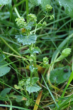 Alchemilla lunaria \ Halbmond-Frauenmantel / Half-Moon Lady's Mantle, D Altusried-Walzlings 12.7.2021