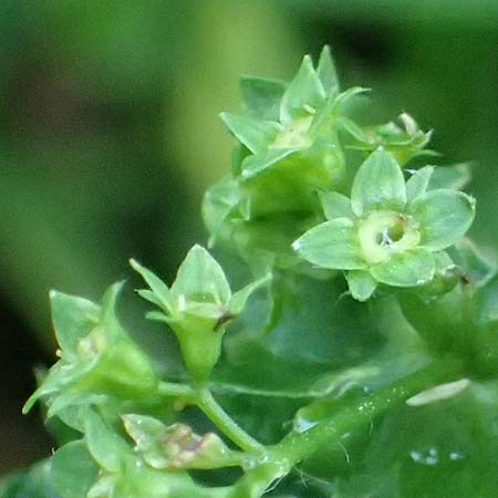 Alchemilla lunaria \ Halbmond-Frauenmantel / Half-Moon Lady's Mantle, D Altusried-Walzlings 12.7.2021