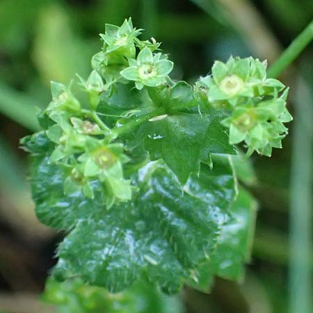 Alchemilla lunaria \ Halbmond-Frauenmantel / Half-Moon Lady's Mantle, D Altusried-Walzlings 12.7.2021