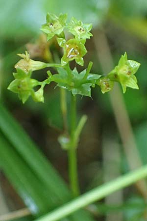 Alchemilla longituba \ Langr&ouml;hren-Frauenmantel / Long Tube Lady's Mantle, D Altusried-Walzlings 12.7.2021