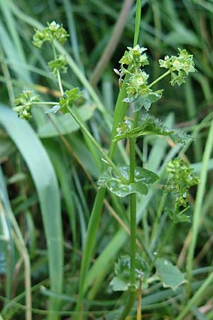 Alchemilla lunaria \ Halbmond-Frauenmantel / Half-Moon Lady's Mantle, D Altusried-Walzlings 12.7.2021