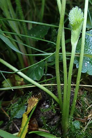 Alchemilla lunaria \ Halbmond-Frauenmantel / Half-Moon Lady's Mantle, D Altusried-Walzlings 12.7.2021