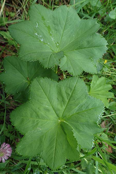 Alchemilla longituba \ Langr&ouml;hren-Frauenmantel / Long Tube Lady's Mantle, D Eschachthal 12.7.2021