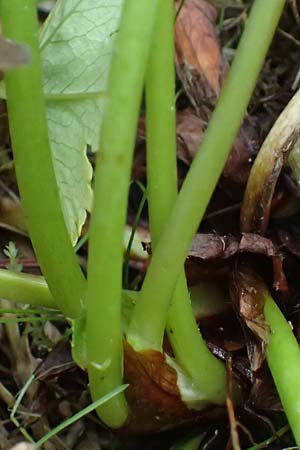 Alchemilla longituba \ Langr&ouml;hren-Frauenmantel / Long Tube Lady's Mantle, D Eschachthal 12.7.2021