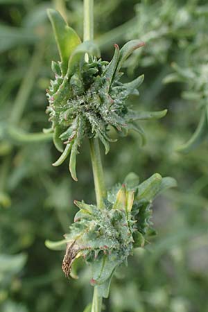 Atriplex littoralis \ Strand-Melde / Grassleaf Orache, D Hohwacht 13.9.2021