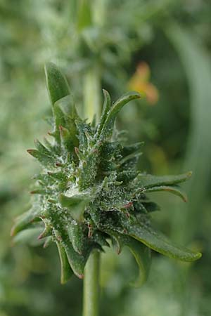 Atriplex littoralis \ Strand-Melde / Grassleaf Orache, D Hohwacht 13.9.2021