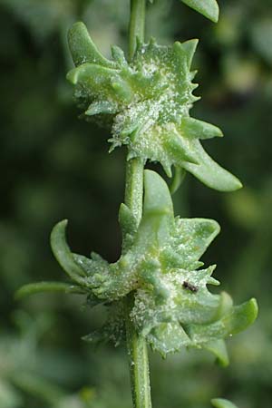Atriplex littoralis \ Strand-Melde / Grassleaf Orache, D Hohwacht 13.9.2021