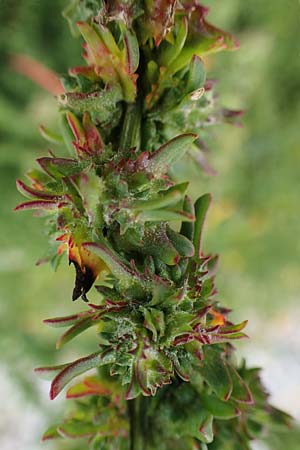 Atriplex littoralis \ Strand-Melde / Grassleaf Orache, D Hohwacht 13.9.2021