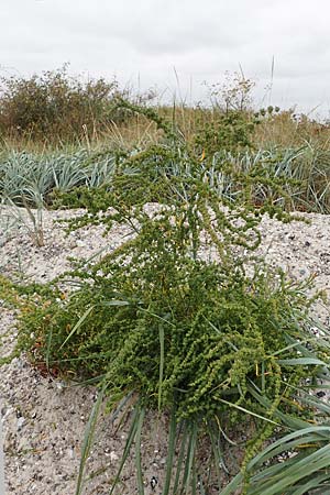 Atriplex littoralis \ Strand-Melde / Grassleaf Orache, D Hohwacht 13.9.2021