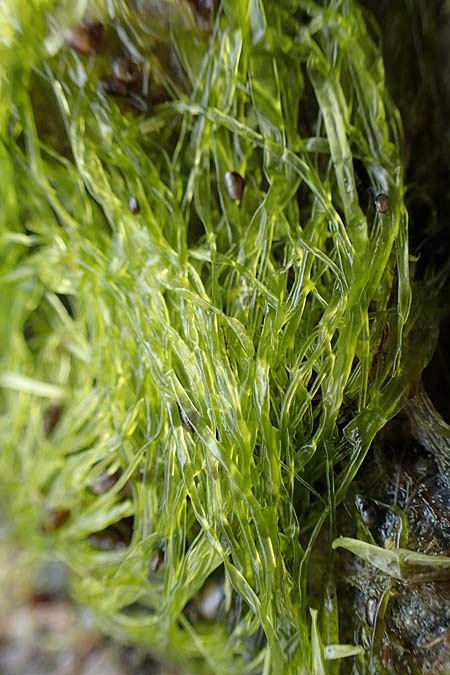 Ulvales spec7 ? \ Gr�n-Alge / Green Algae, D Hohwacht 14.9.2021