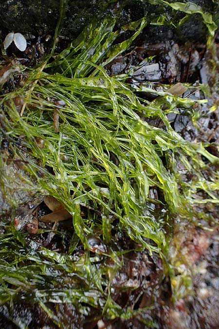 Ulvales spec7 ? \ Gr�n-Alge / Green Algae, D Hohwacht 14.9.2021