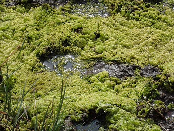 Enteromorpha spec4 ? \ Darmtang, D Hohwacht 14.9.2021