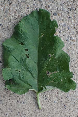 Arctium lappa \ Gro�e Klette / Greater Burdock, D Bensheim 29.4.2022