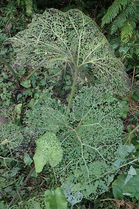 Arctium lappa \ Gro�e Klette / Greater Burdock, D Aachen 20.8.2022