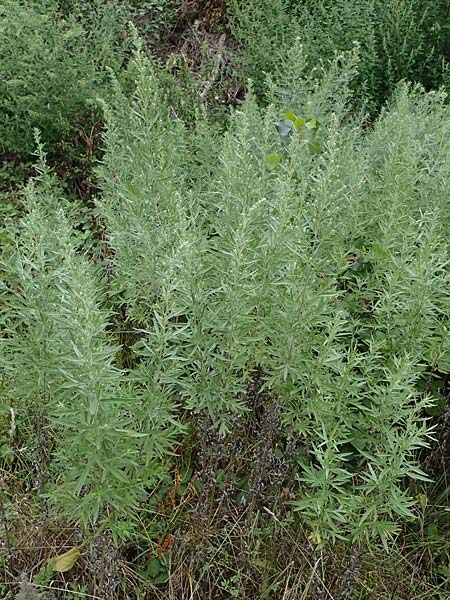 Artemisia lavandulaefolia \ Lavendelbl&auml;ttriger Beifu� / Lavender-Leaved Wormwood, D Breisach 3.9.2022