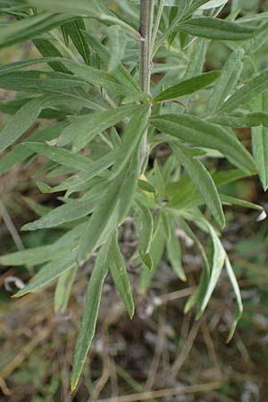 Artemisia lavandulaefolia \ Lavendelbl&auml;ttriger Beifu� / Lavender-Leaved Wormwood, D Breisach 3.9.2022