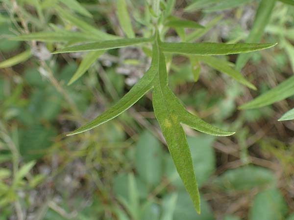 Artemisia lavandulaefolia \ Lavendelbl&auml;ttriger Beifu� / Lavender-Leaved Wormwood, D Breisach 3.9.2022