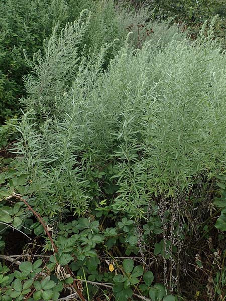 Artemisia lavandulaefolia \ Lavendelbl&auml;ttriger Beifu� / Lavender-Leaved Wormwood, D Breisach 3.9.2022