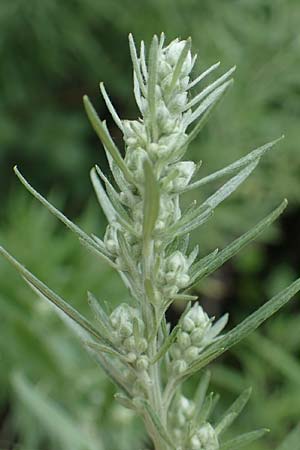 Artemisia lavandulaefolia, Lavendelbl&auml;ttriger Beifu�