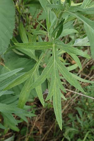 Artemisia lavandulaefolia \ Lavendelbl&auml;ttriger Beifu� / Lavender-Leaved Wormwood, D Breisach 3.9.2022